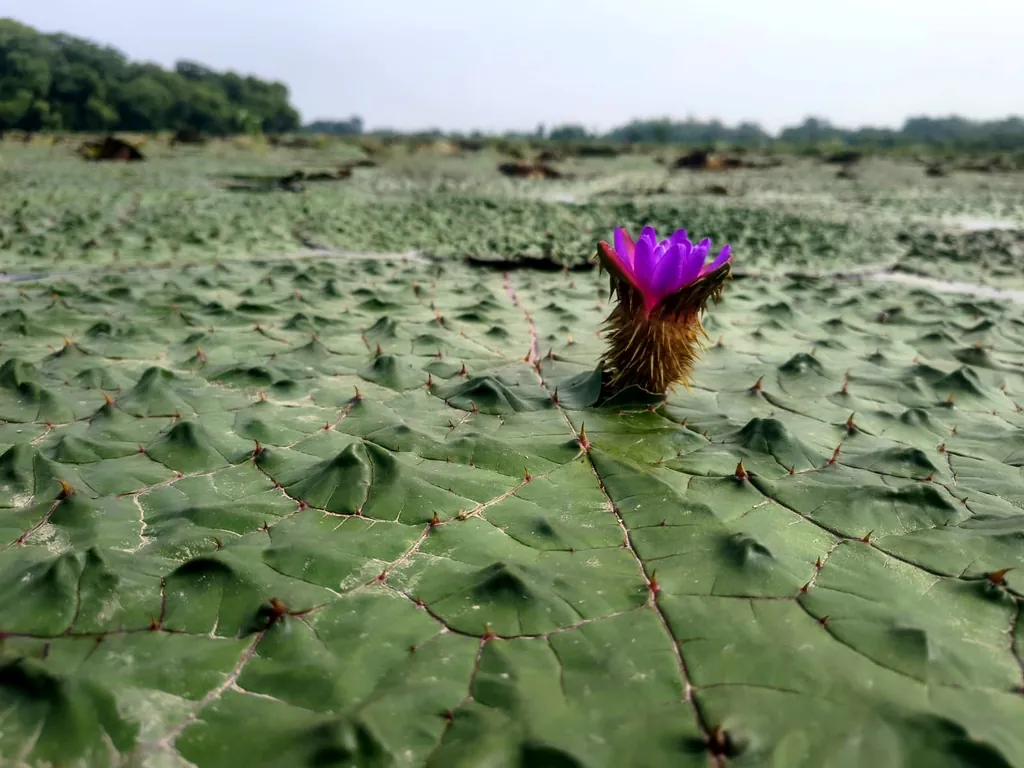 Makhana growing in Bihar